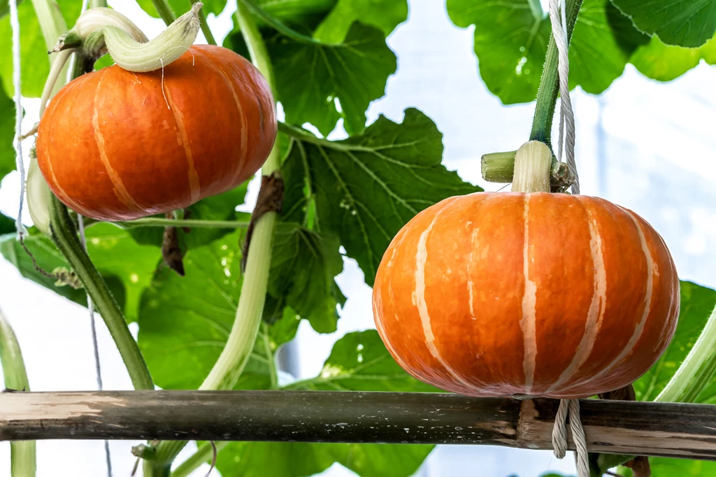 Jesienią dynie wspaniale prezentują się na balkonach, tarasach czy w ogrodach, pokrywając altany lub ogrodzenia