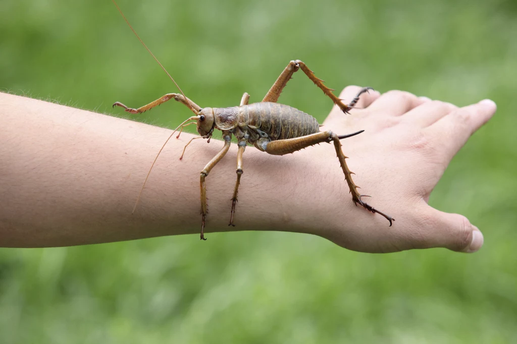 Przerażają wyglądem, ale człowiekowi nie robią absolutnie żadnej krzywdy