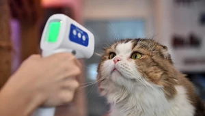 Ptasia grypa u kotów. Opiekunów objęto nadzorem epidemiologicznym