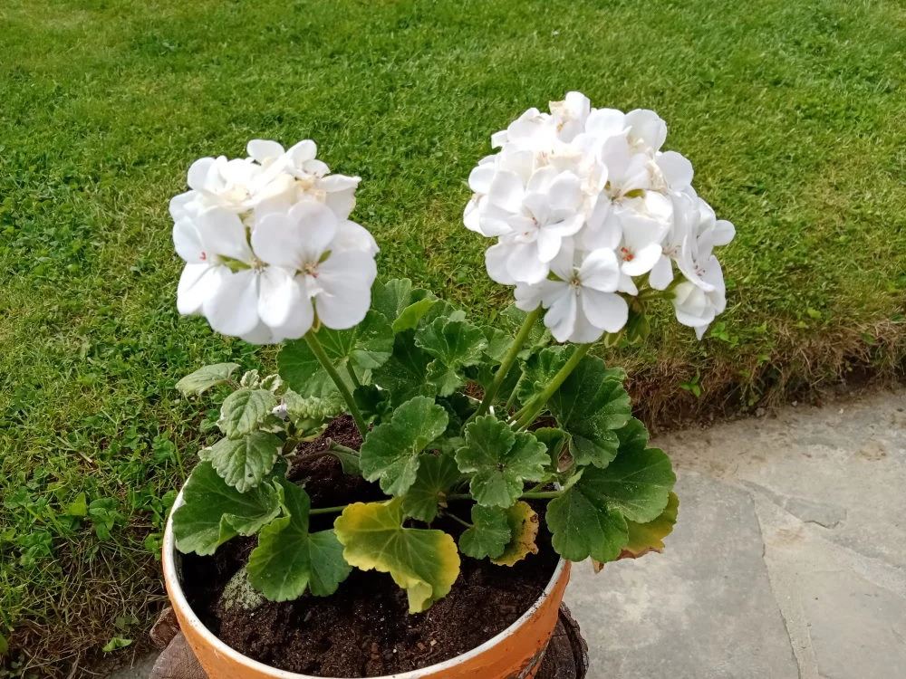 Główny aparat Główny aparat