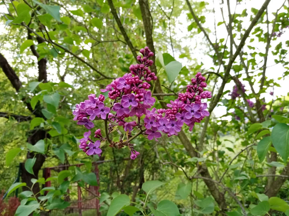 Główny aparat Główny aparat