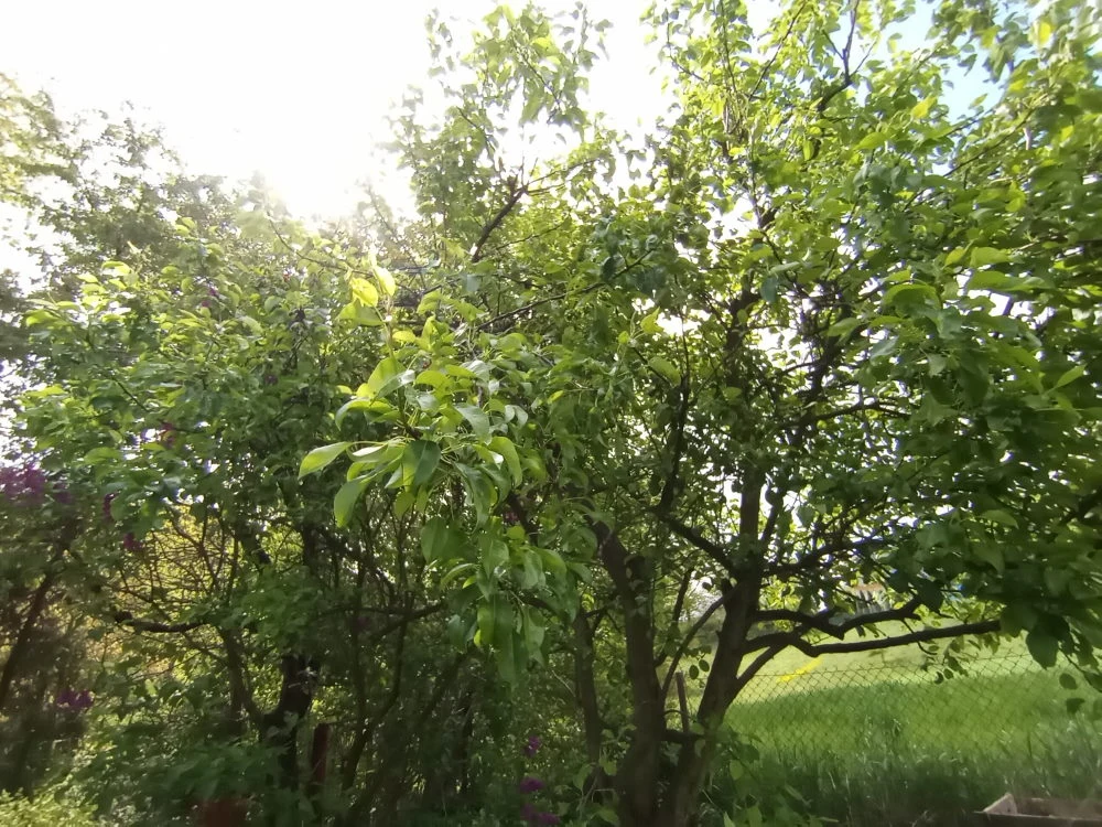 Główny aparat Główny aparat