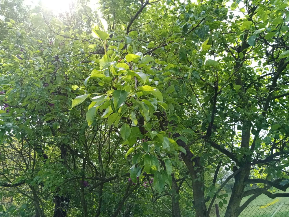 Szeroki kąt Szeroki kąt