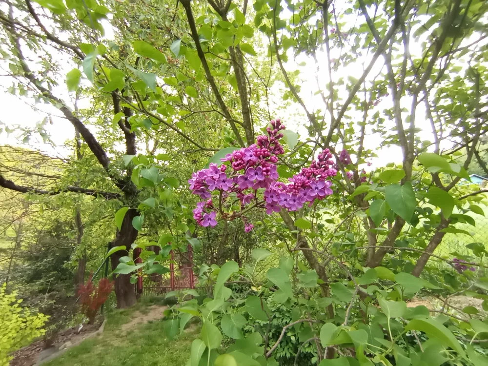 Szeroki kąt Szeroki kąt