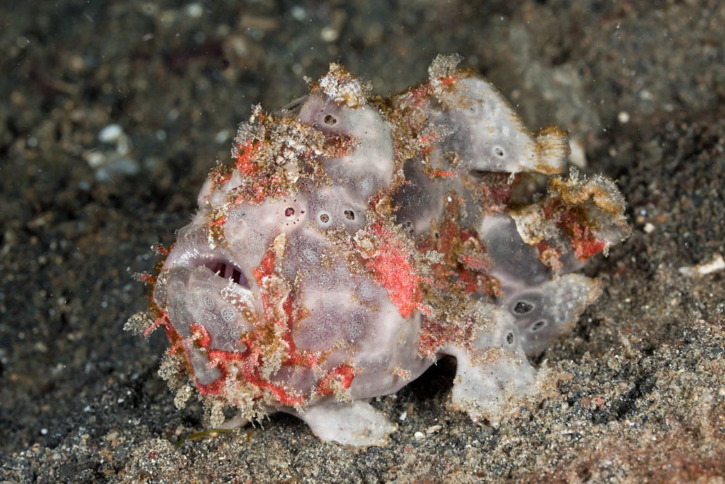 Antennarius maculatus jest rzadkim gatunkiem ryby z rodziny antennicowatych. W sytuacjach zagrożenia potrafi zlać się z dnem, na którym szuka schronienia. Dzięki płetwom świetnie się po nim porusza. Antennarius maculatus jest rzadkim gatunkiem ryby z rodziny antennicowatych. W sytuacjach zagrożenia potrafi zlać się z dnem, na którym szuka schronienia. Dzięki płetwom świetnie się po nim porusza.