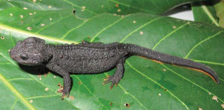 Jeden z nowo odkrytych gatunków - Tylototriton sparreboomi Jeden z nowo odkrytych gatunków - Tylototriton sparreboomi