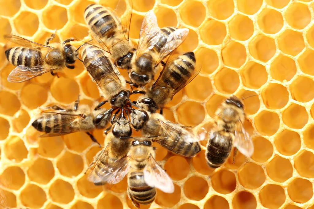 Zgnilec amerykański pszczół nie zagraża człowiekowi, jednak powoduje straty w plonach.