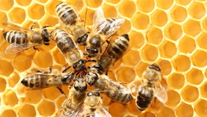 Co robią pszczoły zimą? Odpowiedź zaskakuje