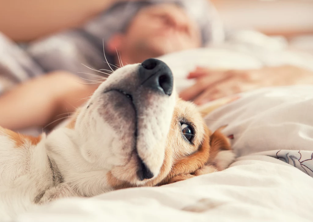 Naukowcy odkryli, że obecność zwierzęcia w łóżku nie ma negatywnego wpływu na sen