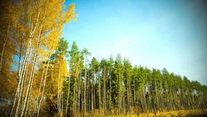 ​Szef Lasów Państwowych w "PB": Realizacja unijnej strategii leśnej doprowadzi do katastrofy