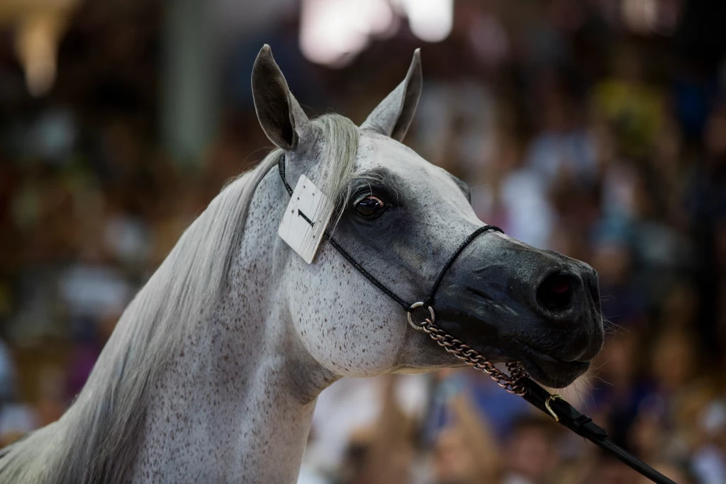 Klacz Pepita to najdroższy koń w historii polskiej hodowli. Została sprzedana za 1,4 mln euro