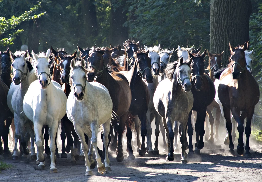 Konie arabskie stały się dumą Polski