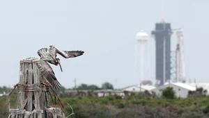 SpaceX Crew Dragon - jak zobaczyć przelot rakiety na niebie?