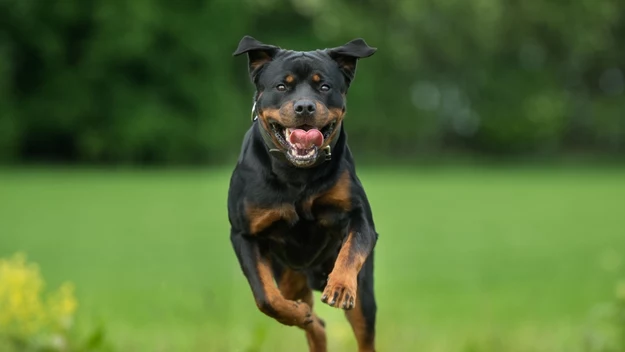 Rottweilerem opiekować się mogą w zasadzie tylko ludzie niezwykle odpowiedzialni, doświadczeni, a przede wszystkim przygotowani do panowania nad psem. Dlaczego? 

Jest to pies niezwykle dumny, mocny, silny i pewny siebie. Jednak to inteligencja u tej rasy jest cechą wyróżniającą. Zanim więc zdecydujesz się na rottweilera, musisz wiedzieć, że to właśnie ona powoduje, że psy te są w tym aspekcie tak bardzo wymagające. 

To dlatego intelekt rottweilera należy kształtować właściwie i z rozmysłem od najmłodszych chwil życia szczenięcia. Od małego trzeba uczyć te psy podstawowych komend i bezwzględnego posłuszeństwa w obecności całej rodziny. 

Warto wiedzieć, że rottweiler to pies, który ma doskonałą pamięć, w związku z czym nigdy nie zapomina o złym i niesprawiedliwym traktowaniu oraz lękach i słabościach właściciela. Fundament zaufania tych psów do człowieka stanowi konsekwencja, stanowczość i sprawiedliwe traktowanie.

Rottweilerowi nie wolno puszczać płazem niesubordynacji, ale nie wolno go też karcić biciem i poniewieraniem. To powód dla którego straci on zaufanie i zwątpi w pozycję właściciela, jako lidera zajmując jego miejsce. I dopiero wtedy tak naprawdę zaczną się duże problemy z tą rasą.