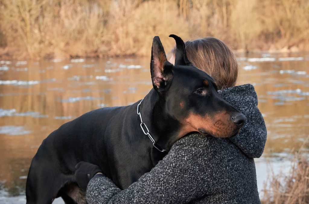 Doberman to niezwykle inteligentny pies o silnym charakterze, dużej wytrzymałości, zaciętym temperamencie i nieprzeciętnej sprawności fizycznej. Nie jest to pies dla każdego. Potrzebuje on człowieka o konkretnych cechach, przede wszystkim konsekwentnego, silnego psychicznie i spokojnego. Szkolenia psa tej rasy są wręcz obowiązkiem opiekuna, w przeciwnym razie to on będzie rządził w domu. Dlatego też należy szkolić go już od szczeniaka i niezwykle skutecznie egzekwować od niego polecenia. Źle wychowany może stanowić zagrożenie nie tylko dla obcych, ale nawet dla domowników. Jeśli jednak poświęci mu się czas, dobrze wyszkoli do życia w ludzkiej rodzinie, ta staje się dla niego absolutnie wszystkim. Co prawda wybiera sobie tylko jednego pana, ale pozostałych członków traktuje po przyjacielsku, otacza psią miłością. To mocne przywiązanie do rodziny powoduje, że nawet kilkudniowe rozstanie może skończyć się dla niego prawdziwą traumą. Zmiana właściciela w jego przypadku może skończyć się z kolei dla niego i ludzi bardzo tragicznie. Może bowiem wyzwolić patologiczne zachowania, nieufność do człowieka i w końcu agresję. Dlatego warto naprawdę mocno przemyśleć to, czy podołamy tej rasie zanim się na nią zdecydujemy. Doberman to niezwykle inteligentny pies o silnym charakterze, dużej wytrzymałości, zaciętym temperamencie i nieprzeciętnej sprawności fizycznej. Nie jest to pies dla każdego. Potrzebuje on człowieka o konkretnych cechach, przede wszystkim konsekwentnego, silnego psychicznie i spokojnego. Szkolenia psa tej rasy są wręcz obowiązkiem opiekuna, w przeciwnym razie to on będzie rządził w domu. Dlatego też należy szkolić go już od szczeniaka i niezwykle skutecznie egzekwować od niego polecenia. Źle wychowany może stanowić zagrożenie nie tylko dla obcych, ale nawet dla domowników. Jeśli jednak poświęci mu się czas, dobrze wyszkoli do życia w ludzkiej rodzinie, ta staje się dla niego absolutnie wszystkim. Co prawda wybiera sobie tylko jednego pana, ale pozostałych członków traktuje po przyjacielsku, otacza psią miłością. To mocne przywiązanie do rodziny powoduje, że nawet kilkudniowe rozstanie może skończyć się dla niego prawdziwą traumą. Zmiana właściciela w jego przypadku może skończyć się z kolei dla niego i ludzi bardzo tragicznie. Może bowiem wyzwolić patologiczne zachowania, nieufność do człowieka i w końcu agresję. Dlatego warto naprawdę mocno przemyśleć to, czy podołamy tej rasie zanim się na nią zdecydujemy.