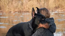 Doberman to niezwykle inteligentny pies o silnym charakterze, dużej wytrzymałości, zaciętym temperamencie i nieprzeciętnej sprawności fizycznej. Nie jest to pies dla każdego. Potrzebuje on człowieka o konkretnych cechach, przede wszystkim konsekwentnego, silnego psychicznie i spokojnego.

Szkolenia psa tej rasy są wręcz obowiązkiem opiekuna, w przeciwnym razie to on będzie rządził w domu. Dlatego też należy szkolić go już od szczeniaka i niezwykle skutecznie egzekwować od niego polecenia. Źle wychowany może stanowić zagrożenie nie tylko dla obcych, ale nawet dla domowników. 

Jeśli jednak poświęci mu się czas, dobrze wyszkoli do życia w ludzkiej rodzinie, ta staje się dla niego absolutnie wszystkim. Co prawda wybiera sobie tylko jednego pana, ale pozostałych członków traktuje po przyjacielsku, otacza psią miłością. To mocne przywiązanie do rodziny powoduje, że nawet kilkudniowe rozstanie może skończyć się dla niego prawdziwą traumą. 

Zmiana właściciela w jego przypadku może skończyć się z kolei dla niego i ludzi bardzo tragicznie. Może bowiem wyzwolić patologiczne zachowania, nieufność do człowieka i w końcu agresję. Dlatego warto naprawdę mocno przemyśleć to, czy podołamy tej rasie zanim się na nią zdecydujemy. 
