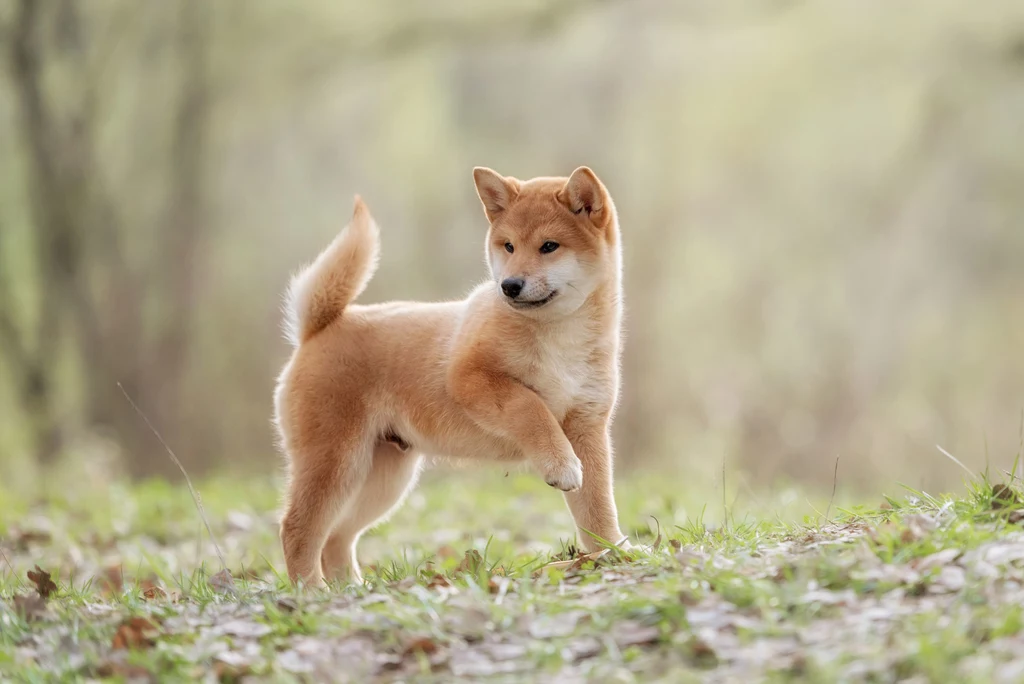 Akita Inu to największy pies spośród japońskich ras. Jest silny i bardzo wytrzymały. Jest niezwykle wiernym przyjacielem i doskonałym stróżem. Jednak w nieodpowiednich rękach również groźnym... zabójcą. Akita to samotnik i indywidualista i choć potrzebują bliskości ze swoją ludzką rodziną, to zwykle dwoje właścicieli całkowicie mu wystarcza. Wobec dzieci wchodzących w skład jego rodziny zwykle jest dość cierpliwa i przyjazna, jednak dzikich harców z dziećmi przybyłymi w odwiedziny nie znosi dobrze. Opiekunem akity powinna być osoba doświadczona i posiadająca dużą wiedzę na temat wychowania tej niezwykle inteligentnej rasy. Akita Inu to największy pies spośród japońskich ras. Jest silny i bardzo wytrzymały. Jest niezwykle wiernym przyjacielem i doskonałym stróżem. Jednak w nieodpowiednich rękach również groźnym... zabójcą. Akita to samotnik i indywidualista i choć potrzebują bliskości ze swoją ludzką rodziną, to zwykle dwoje właścicieli całkowicie mu wystarcza. Wobec dzieci wchodzących w skład jego rodziny zwykle jest dość cierpliwa i przyjazna, jednak dzikich harców z dziećmi przybyłymi w odwiedziny nie znosi dobrze. Opiekunem akity powinna być osoba doświadczona i posiadająca dużą wiedzę na temat wychowania tej niezwykle inteligentnej rasy.
