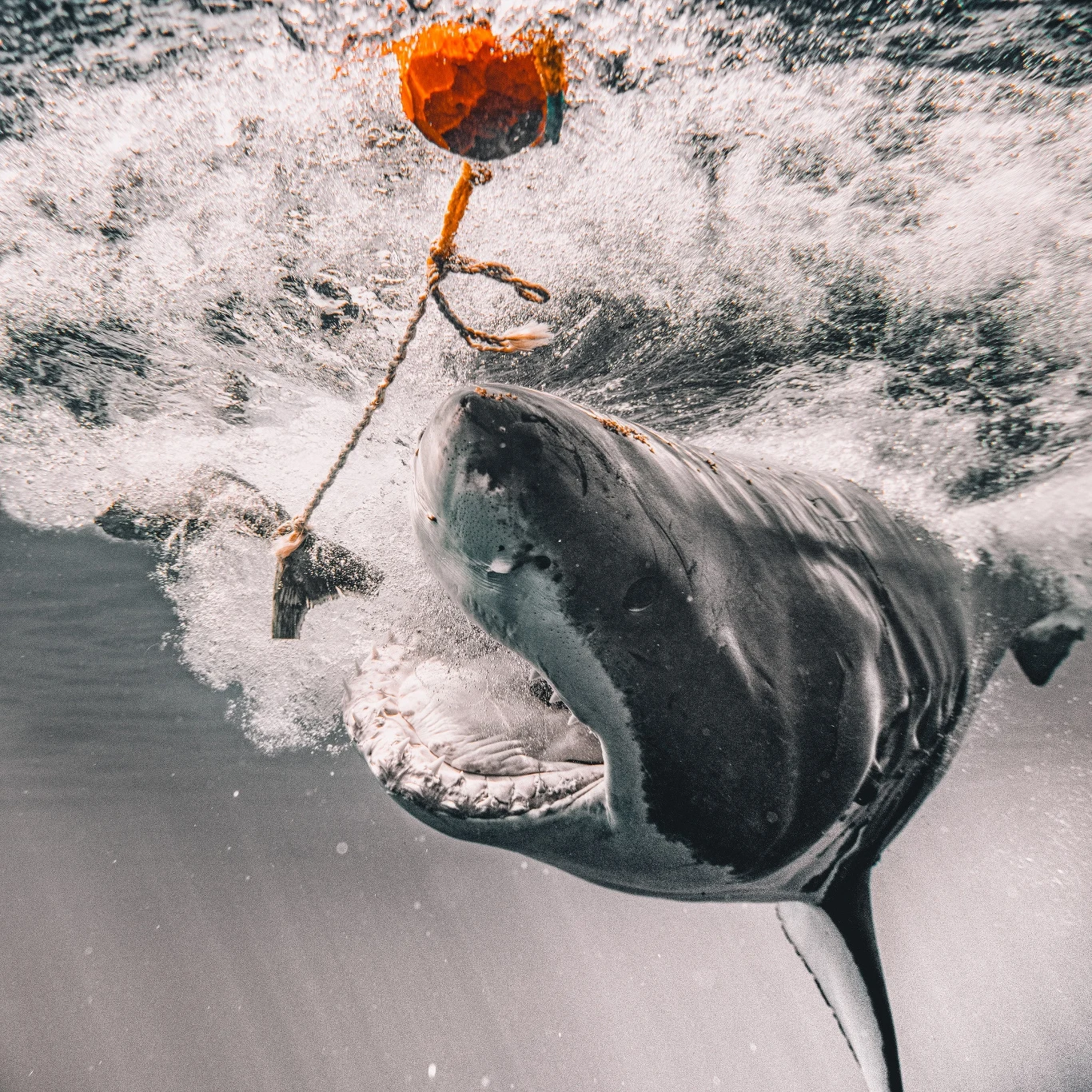 Należąca do Meksyku wyspa jest jednocześnie najbardziej wysuniętym na zachód punktem kraju tequili i sombrero. To właśnie w jej okolicach żarłacze białe polują na foki, co przez niektórych badaczy wprost nazywane jest "ostatnią wieczerzą" przed okresem godowym.