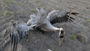 Żuraw znaleziony w Stanisławowie (fot. Komitet Ochrony Orłów)