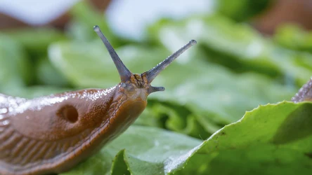​Rozprawią się ze ślimakami w kilka chwil. Wystarczy jeden zakup, ale warto go przemyśleć