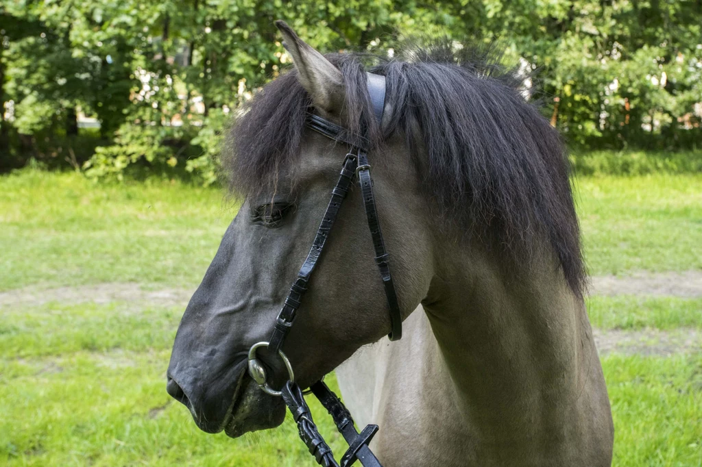 Konik polski Konik polski
