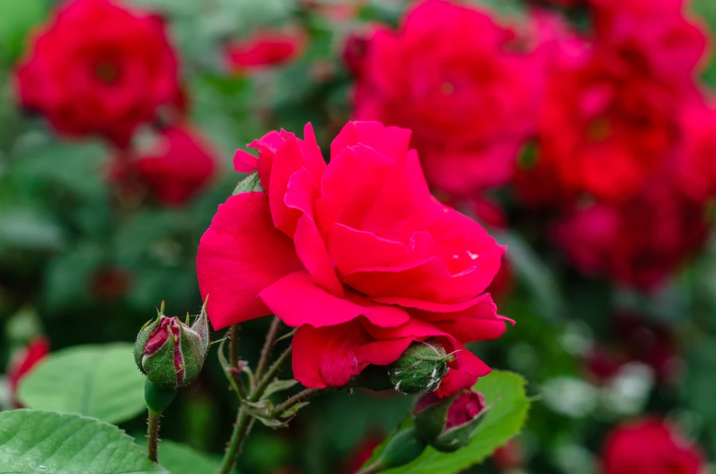 Róża jest prawdziwą królową polskich ogrodów