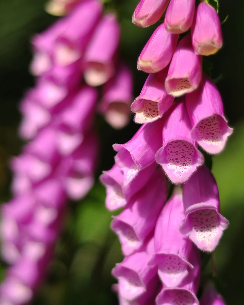 Naparstnica purpurowa