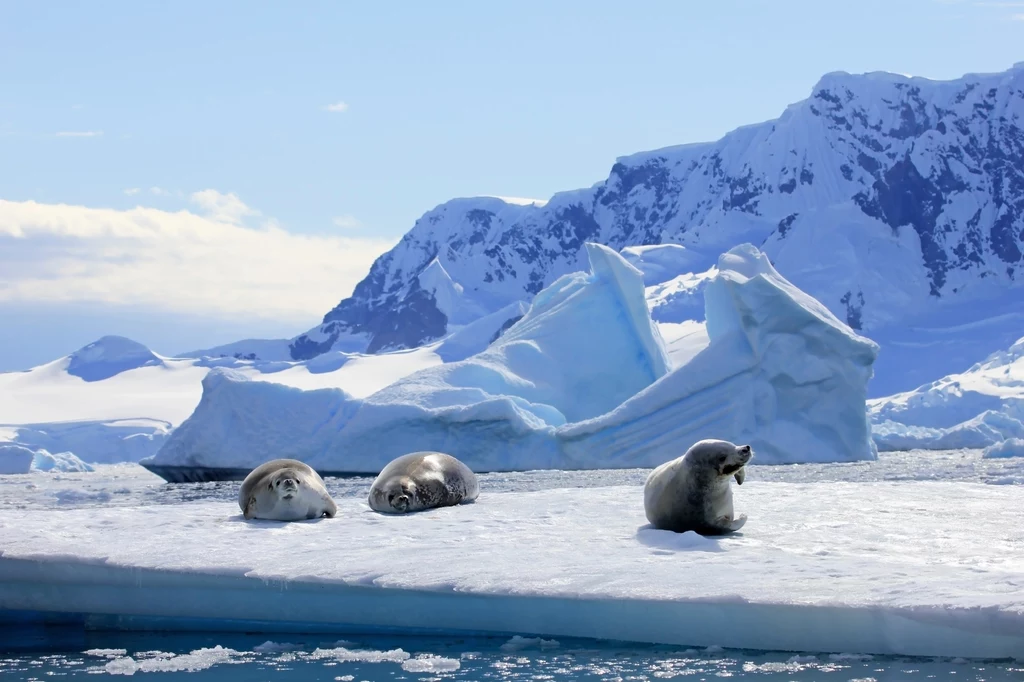 Idealnie biała Antarktyka to już przeszłość