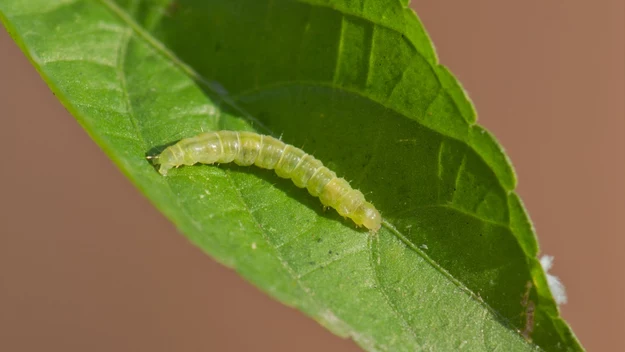 Zwójka różóweczka 

Nocny motyl jest szkodnikiem róż w formie larwalnej. Gąsienice mają oliwkowozielone ciało z brązową głową.

Larwy żerują na liściach prowadząc do ich zwijania. Dlatego najczęściej są słabo widoczne. 

Jak je zwalczać?

Pozwijane liście zerwij i spryskaj różę insektycydami.
