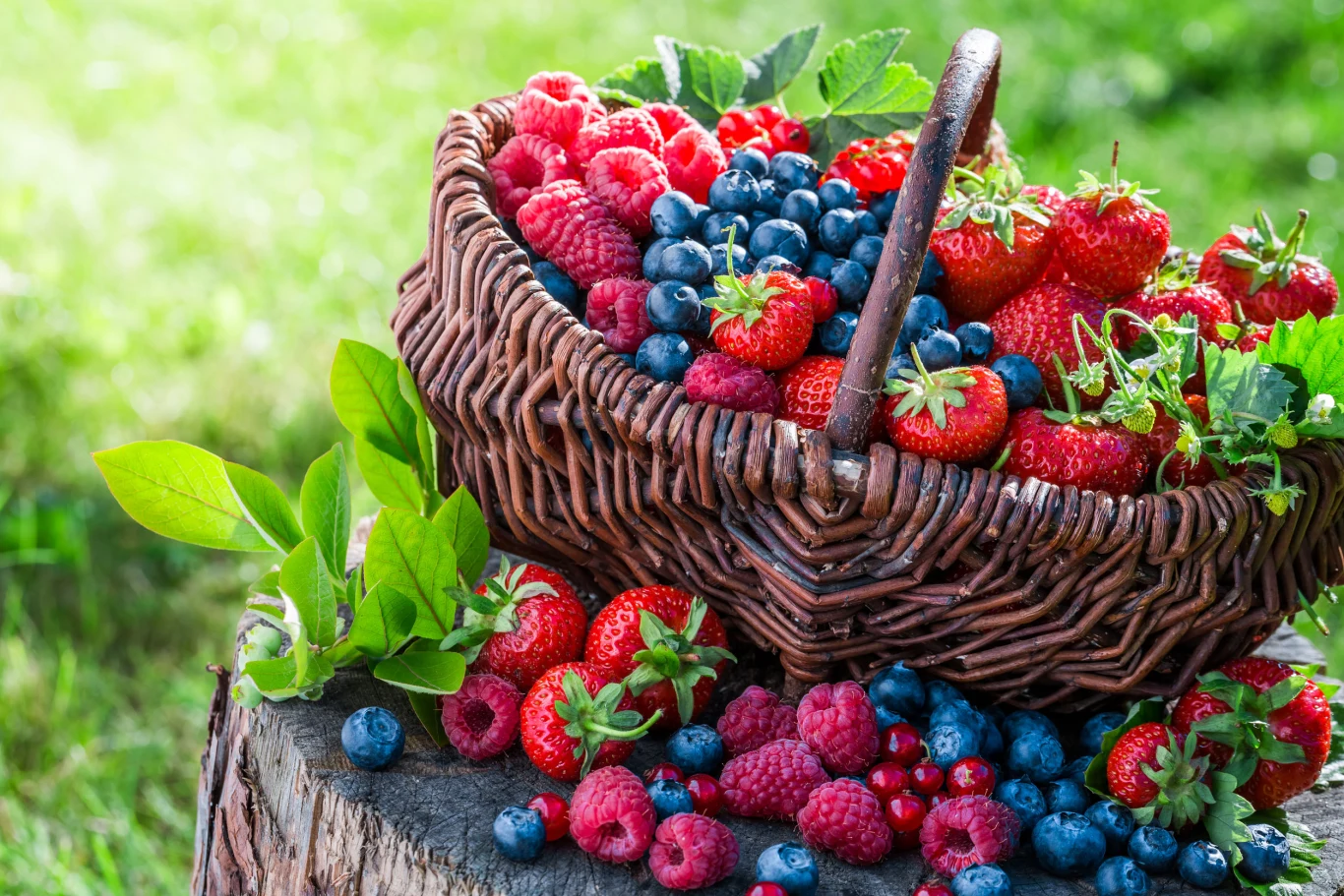Truskawka, malina, borówka, porzeczka czarna, aronia... - to prawdziwe witaminowe bomby odżywcze dla naszego mózgu. Truskawka, malina, borówka, porzeczka czarna, aronia... - to prawdziwe witaminowe bomby odżywcze dla naszego mózgu.