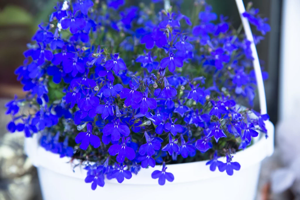 4. Lobelia (stroiczka) Drobne, liczne niebieskie, fioletowe rzadziej białe i różowe kwiatki utrzymują się aż do jesieni. Oprócz gatunków o stojących łodygach do 10-20 cm, są efektowne odmiany o długich zwisających pędach. Rada: Trzeba regularnie ją podlewać. Dobrze rośnie w półcieniu i w stale wilgotnej ziemi. Ładnie wygląda w różnych kompozycjach w skrzynkach i oddzielnie w wiszących doniczkach. 4. Lobelia (stroiczka) Drobne, liczne niebieskie, fioletowe rzadziej białe i różowe kwiatki utrzymują się aż do jesieni. Oprócz gatunków o stojących łodygach do 10-20 cm, są efektowne odmiany o długich zwisających pędach. Rada: Trzeba regularnie ją podlewać. Dobrze rośnie w półcieniu i w stale wilgotnej ziemi. Ładnie wygląda w różnych kompozycjach w skrzynkach i oddzielnie w wiszących doniczkach.