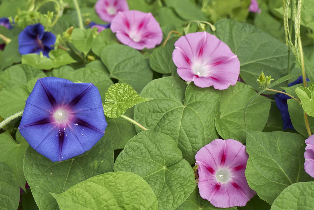 5. Wilec purpurowy To piękne pnącze, zwane mandevilla lub dipladenia, pojawiło się u nas niedawno. Ma duże (do 6 cm średnicy) lejkowate czerwone, różowe lub białe kwiaty i długie do 3 metrów pędy. Lubi słoneczne, zaciszne miejsca. Rada: Obficie je zraszaj, a zimą przenieś do widnego, chłodnego pomieszczenia. 5. Wilec purpurowy To piękne pnącze, zwane mandevilla lub dipladenia, pojawiło się u nas niedawno. Ma duże (do 6 cm średnicy) lejkowate czerwone, różowe lub białe kwiaty i długie do 3 metrów pędy. Lubi słoneczne, zaciszne miejsca. Rada: Obficie je zraszaj, a zimą przenieś do widnego, chłodnego pomieszczenia.