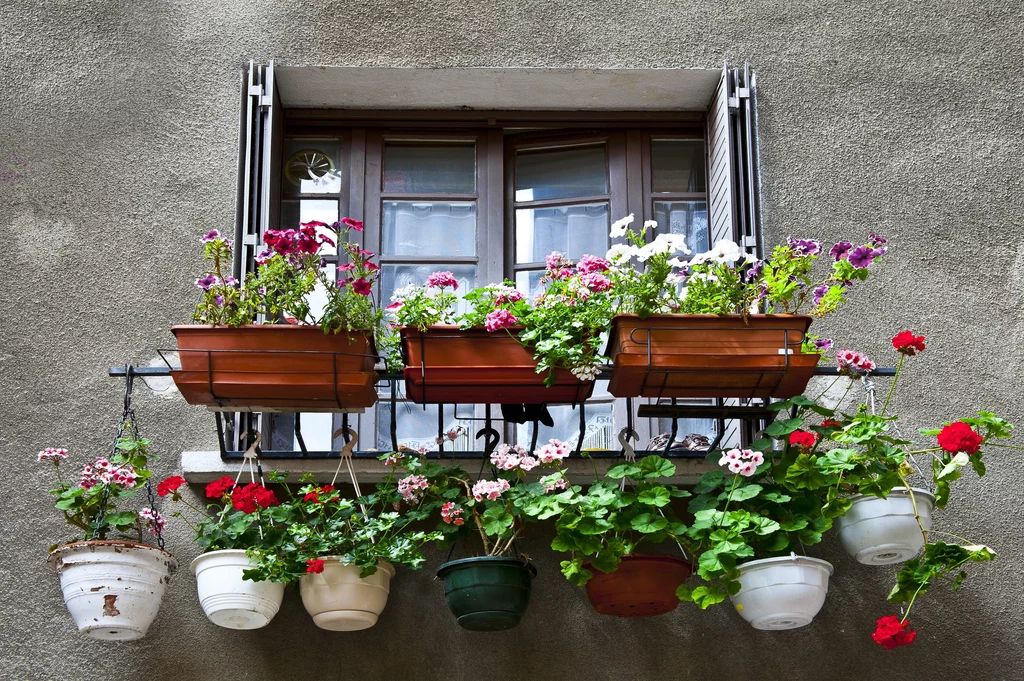 2. Pelargonia bluszczolistna Ozdabia domy w Szwajcarii czy Niemczech, ale i u nas staje się coraz bardziej popularna. Tworzy bujne kaskady i sprawdza się nawet w półcienistych miejscach. Wprawdzie kwitnie wtedy mniej intensywnie, ale i tak jest dekoracyjna dzięki lśniącym, ciemnozielonym liściom. Lepiej znosi przesuszenie podłoża niż inne balkonowe rośliny. Rada: Uważaj na jej dość kruche pędy i nie uprawiaj tam, gdzie wieją silne wiatry. Skracaj długie końcówki i usuwaj przekwitnięte kwiaty. Podlewaj raz dziennie obficie, ale nie zalewaj korzeni. 2. Pelargonia bluszczolistna Ozdabia domy w Szwajcarii czy Niemczech, ale i u nas staje się coraz bardziej popularna. Tworzy bujne kaskady i sprawdza się nawet w półcienistych miejscach. Wprawdzie kwitnie wtedy mniej intensywnie, ale i tak jest dekoracyjna dzięki lśniącym, ciemnozielonym liściom. Lepiej znosi przesuszenie podłoża niż inne balkonowe rośliny. Rada: Uważaj na jej dość kruche pędy i nie uprawiaj tam, gdzie wieją silne wiatry. Skracaj długie końcówki i usuwaj przekwitnięte kwiaty. Podlewaj raz dziennie obficie, ale nie zalewaj korzeni.