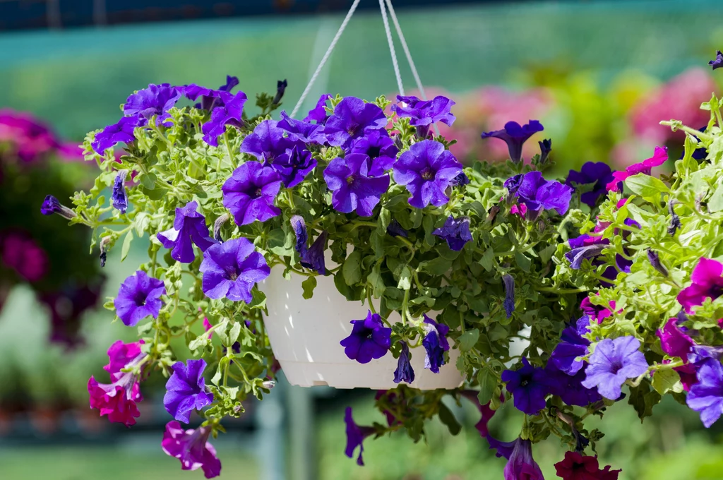 1. Surfinia (petunia kaskadowa) Ma nie tylko typowe odmiany o barwie cyklamenowej, ale też ciemno- i jasnofioletowe, białe, a ostatnio jasnożółte i czerwone. Niektóre z nich (głównie fioletowe) przyjemnie pachną. Świetnie rośnie w słonecznym miejscu, lekkim półcieniu i w żyznej ziemi. Rada: Często ją nawoź (najlepiej nawozem do surfinii) i podlewaj (w upały nawet 2 razy dziennie), bo zasuszona pada ofiarą szkodników i chorób grzybowych. Źle znosi silne opady i wiatr, więc nie sadź jej na wysoko położonym, nieosłoniętym balkonie. 1. Surfinia (petunia kaskadowa) Ma nie tylko typowe odmiany o barwie cyklamenowej, ale też ciemno- i jasnofioletowe, białe, a ostatnio jasnożółte i czerwone. Niektóre z nich (głównie fioletowe) przyjemnie pachną. Świetnie rośnie w słonecznym miejscu, lekkim półcieniu i w żyznej ziemi. Rada: Często ją nawoź (najlepiej nawozem do surfinii) i podlewaj (w upały nawet 2 razy dziennie), bo zasuszona pada ofiarą szkodników i chorób grzybowych. Źle znosi silne opady i wiatr, więc nie sadź jej na wysoko położonym, nieosłoniętym balkonie.