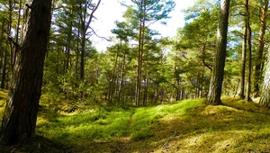 Siarka: "Strategia Leśna UE groźna dla przyszłości polskich lasów"
