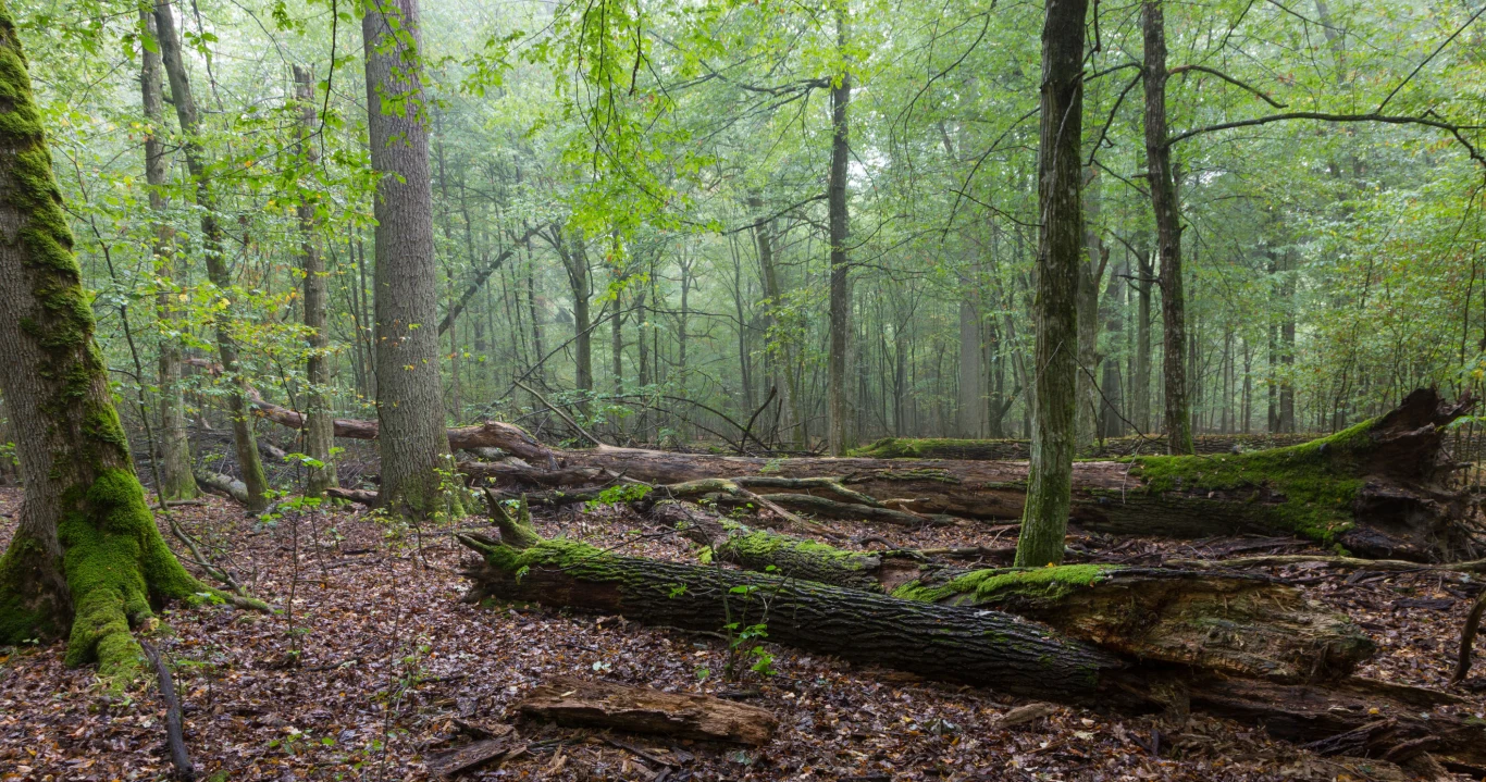 Jeśli jeszcze nie byliście w Białowieży, to najwyższa pora się tam wybrać. Puszcza Białowieska leży na terenie Polski i Białorusi, a jej łączna powierzchnia to 150 tys. ha, z czego do naszego kraju należy 61 tys. ha. Jest Rezerwatem Biosfery i została wpisana na Listę Światowego Dziedzictwa UNESCO.