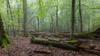 Jeśli jeszcze nie byliście w Białowieży, to najwyższa pora się tam wybrać. Puszcza Białowieska leży na terenie Polski i Białorusi, a jej łączna powierzchnia to 150 tys. ha, z czego do naszego kraju należy 61 tys. ha. Jest Rezerwatem Biosfery i została wpisana na Listę Światowego Dziedzictwa UNESCO.