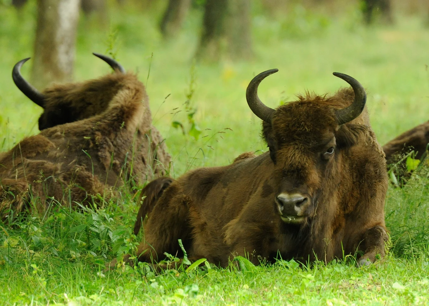 To ostatni w Polsce tak rozległym obszar, prawie w ogóle nieprzekształconym przez człowieka. Dzikie tereny, lasy - głównie dębowo-lipowo-grabowe – są tutaj piękne i odludne. Ścisłą ochroną objęty jest tylko niewielki fragment Puszczy, do którego można wejść wyłącznie z przewodnikiem. Białowieski Park Narodowy to także żubry, których żyje tu około 300, a podglądać je można w Rezerwacie Pokazowym Żubrów. Z myślą o turystach powstało tu sporo szlaków turystycznych, które można pokonywać pieszo albo rowerem. Leżąca w sercu puszczy Białowieża to główne centrum turystyczne – znajdziecie tam liczne hotele i kwatery agroturystyczne, lokale gastronomiczne, a także wypożyczalnie rowerów. Warte uwagi są tutaj: Muzeum Przyrodniczo-Leśne, park pałacowy, cerkiew pw. św. Mikołaja Cudotwórcy z ceramicznym ikonostasem oraz skansen na łąkach nad rzeką Narewką.