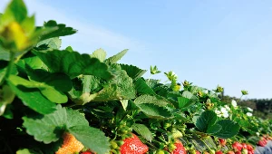 Ceny truskawek w Polsce