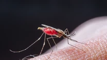 W Polsce występuje ok. 50 gatunków komarów. Najczęściej spotykane to komar widliszek, komar brzęczący i komar leśny - doskwierz. Krwią odżywiają się tylko samice, samcom wystarczają soki roślinne. Komarzyca jest na tyle agresywna, że może kłuć przez odzież, nawet grubszą (jeans). 

Komary zaczynają atakować przed zmierzchem, a ich aktywność utrzymuje się do godz. 21-22. Rano budzą się ok. godziny 5-6 i atakują przed południem. Ale kiedy jest wilgotno i pochmurnie, mogą być aktywne przez cały dzień. Owady te nie znoszą silnego słońca i suchego powietrza.