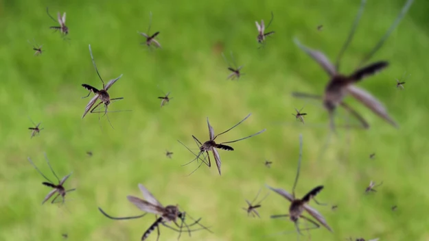 Ugryzienia komarzyc w zasadzie nie są groźne – najczęściej pojawia się lekki, swędzący obrzęk, który może być mniejszy lub większy, w zależności od naszej wrażliwości. Do niedawna owady te były w Polsce sterylne, ale od kilku lat mogą przenosić pasożyty nicienie Dirofilaria repens, które rozwijają się potem w skórze. 

W obliczu pandemii koronawirusa pojawia się pytanie: czy komary mogą go przenosić? Światowa Organizacja Zdrowia uspokaja: „Póki co nie ma żadnych dowodów na to, że koronawirus może być przenoszony przez komary”.