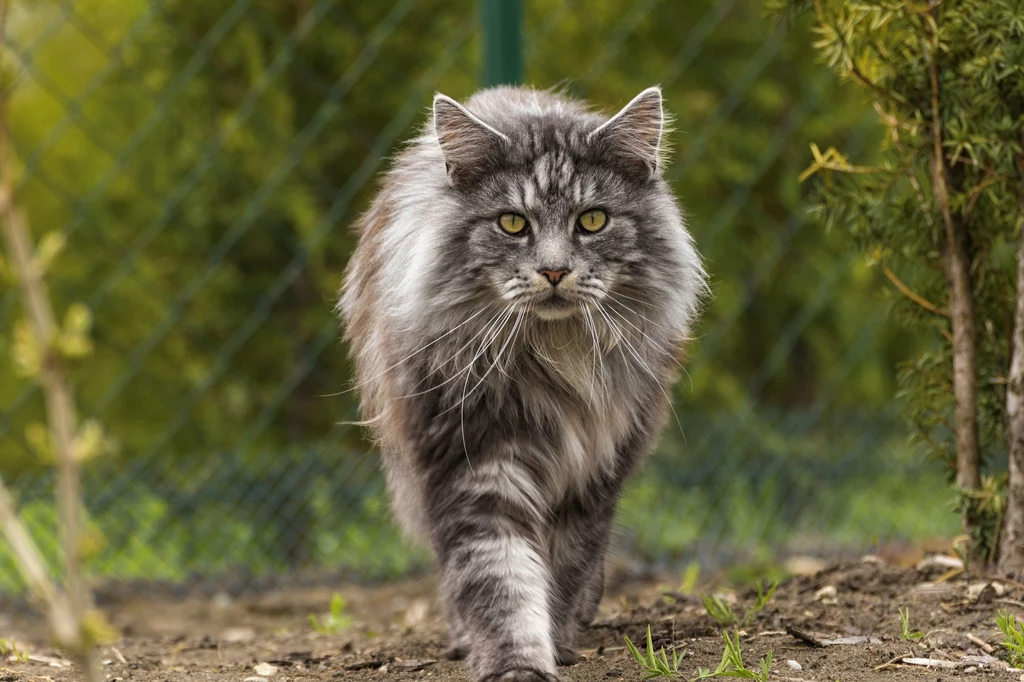 Maine Coon Kot tej rasy jest zdecydowanie największym kotem domowym. Samiec waży od 4,8 do 11 kilogramów, natomiast samica od 3,5 do 8 kilogramów. Rasę tę wyróżnia ponadprzeciętna inteligencja i żywiołowość. Tak inteligentny kot nie będzie chciał się bez powodu nam podporządkować, opiekun musi go odpowiednio do tego przekonać. Chociaż zazwyczaj jest niezwykle przyjacielski dla człowieka i bardzo się do niego przywiązuje a także łatwo uczy nowych rzeczy, to najmniejsza zniewaga ze strony niezbyt lubianego opiekuna od razu zostanie pomszczona. Koty te miewają bardzo zmienny charakter. Lepiej nie urazić naszego kociego przyjaciela, bo on na długo nam to zapamięta. Maine Coon Kot tej rasy jest zdecydowanie największym kotem domowym. Samiec waży od 4,8 do 11 kilogramów, natomiast samica od 3,5 do 8 kilogramów. Rasę tę wyróżnia ponadprzeciętna inteligencja i żywiołowość. Tak inteligentny kot nie będzie chciał się bez powodu nam podporządkować, opiekun musi go odpowiednio do tego przekonać. Chociaż zazwyczaj jest niezwykle przyjacielski dla człowieka i bardzo się do niego przywiązuje a także łatwo uczy nowych rzeczy, to najmniejsza zniewaga ze strony niezbyt lubianego opiekuna od razu zostanie pomszczona. Koty te miewają bardzo zmienny charakter. Lepiej nie urazić naszego kociego przyjaciela, bo on na długo nam to zapamięta.
