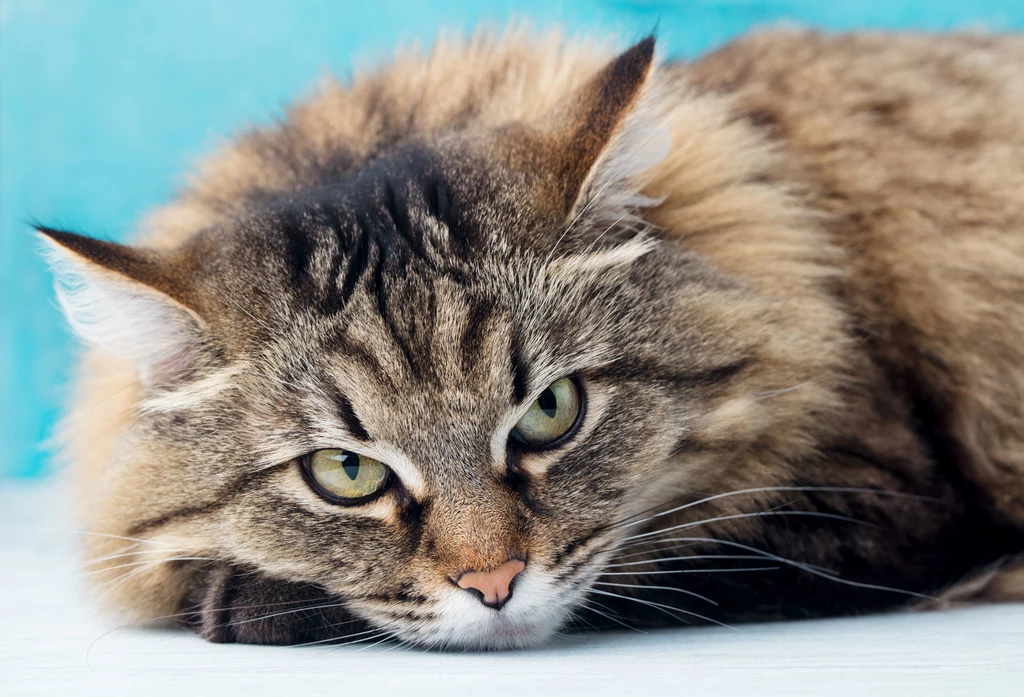 Kot syberyjski To piękna rasa. Wyglądem przypomina Maine Coon’a i kota norweskiego, jednak ma dużo mniejsze od nich gabaryty. Wyróżnia się silnym instynktem, uwielbia wspinaczkę i skakanie. Bardzo lubi polować. Rasa ta potrzebuje zatem dużo przestrzeni, zupełnie nie nadaje się do małych metraży mieszkań. Koty syberyjskie są bardzo niezależne, lubią dominować i potrzebują uwagi. Jeśli nie zabezpieczymy im tych potrzeb, mogą same starać się o nie zawalczyć, albo karać nas za to, że nie mogą być do końca sobą. Zanim zdecydujesz się na takiego kota, zastanów się czy będziesz umiał sprostać jego wymaganiom. Kot syberyjski To piękna rasa. Wyglądem przypomina Maine Coon’a i kota norweskiego, jednak ma dużo mniejsze od nich gabaryty. Wyróżnia się silnym instynktem, uwielbia wspinaczkę i skakanie. Bardzo lubi polować. Rasa ta potrzebuje zatem dużo przestrzeni, zupełnie nie nadaje się do małych metraży mieszkań. Koty syberyjskie są bardzo niezależne, lubią dominować i potrzebują uwagi. Jeśli nie zabezpieczymy im tych potrzeb, mogą same starać się o nie zawalczyć, albo karać nas za to, że nie mogą być do końca sobą. Zanim zdecydujesz się na takiego kota, zastanów się czy będziesz umiał sprostać jego wymaganiom.