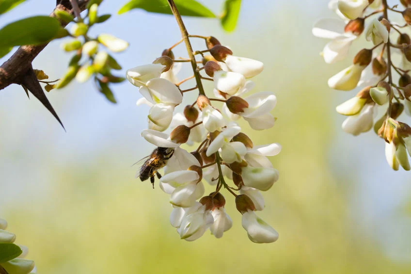 Kwiaty akacji najlepiej zbierać w słoneczne i suche dni