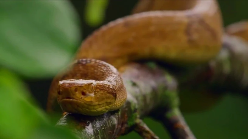 Ilha da Queimada Grande – wyspa węży Niewielka wyspa u wybrzeży Brazylii zyskała rozgłos za sprawą ogromnej ilości zamieszkujących ją węży. Obliczono, że na 1 m kw przypada od jednego do pięciu gadów! Nic dziwnego, że Ilha da Queimada Grande jest niezamieszkana i nie ma chętnych na jej zwiedzanie. A jeśli znalazłby się taki śmiałek, to jego wizyta będzie ściśle nadzorowana. To jedyne miejsce na świecie, gdzie można spotkać wyjątkowo groźnego węża – żararakę wyspową. Porcja jego jadu może być śmiertelna dla człowieka. Ponieważ na wyspie nie ma ssaków, pożywienie węży stanowią ptaki. Prawdopodobnie dlatego w drodze ewolucji jad gadów z wyspy jest znacznie silniejszy od jadu ich kontynentalnych krewniaków, którzy żywią się gryzoniami. Ptak musi zginąć, nim zdąży odlecieć. Żararaka wyspowa znajduje się na czerwonej liście gatunków zagrożonych wyginięciem. Przyczyn jest kilka, ale jedną z nich są współcześni piraci, którzy wyłapują węże na sprzedaż. Jeden okaz może być warty od 10 do 30 tys. dolarów.