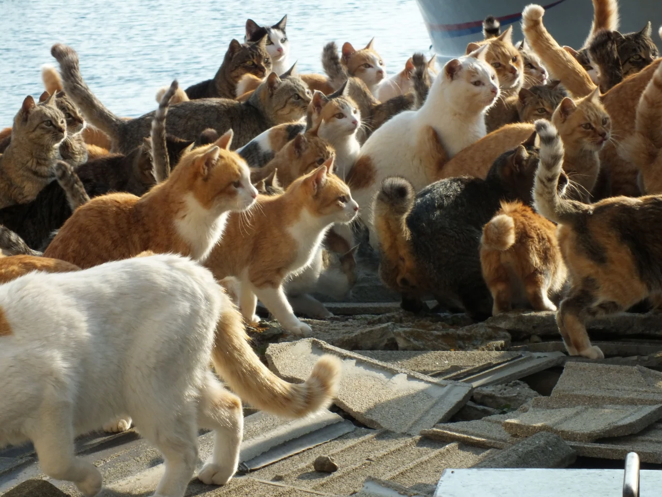 Tashirojima – wyspa kotów Ta mała japońska wyspa to raj dla miłośników kotów. Zwierzęta zostały tu sprowadzone pod koniec XVIII wieku, kiedy zaczęto hodować jedwabniki. Zadaniem kotów miała być ochrona jedwabnych nici przed myszami i szczurami. Z czasem zwierząt przybywało i nauczyły się żyć w symbiozie z miejscowymi rybakami. Na podstawie zachowania kotów ludzie nauczyli się przewidywać pogodę i przyszłe połowy. Z kolei dla czworonogów każdy rybacki kuter to potencjalne źródło pożywienia - to nie zmieniło się do dziś. Na wyspie rzuca się w oczy jeszcze jedna rzecz – zamieszkują ją same starsze osoby. Ostatnią szkołę zamknięto tu w 1989 roku. Miejscowa ludność stopniowo wymiera. Obliczono, że w tym momencie na wyspie jest cztery razy więcej kotów niż ludzi. Tashirojima nie jest jedyną japońską wyspą opanowaną przez koty. Podobnych do niej są dziesiątki, jak chociażby równie popularna Aoshima. Miejsca te są celem wycieczek turystów z całego świata i obowiązuje na nich tylko jedno obostrzenie: nie wolno wwozić psów.