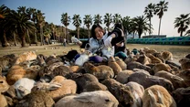 Okunoshima – wyspa królików 

Wyspa u wybrzeży Japonii, która każdego roku przyciąga tłumy turystów. Powód? Każdy chce spotkać jej mieszkańców – około 700 dzikich królików. Miejsce to ma jednak mroczną przeszłość, czego pozostałością są opuszczone fabryki, w których produkowano broń chemiczną. Po zakończeniu II wojny światowej fabryki zamknięto, a produkcję zawieszono. Uważa się, że zwierzęta żyjące na wyspie są potomkami królików doświadczalnych z tamtejszych laboratoriów.  

Na Okunoshimie nie ma żadnych drapieżników, a klimat jest łagodny, więc populacja królików stale się powiększa. Zwierzęta nie boja się ludzi – biorą od nich smakołyki, pozwalają się pogłaskać, a nawet wziąć w ramiona.