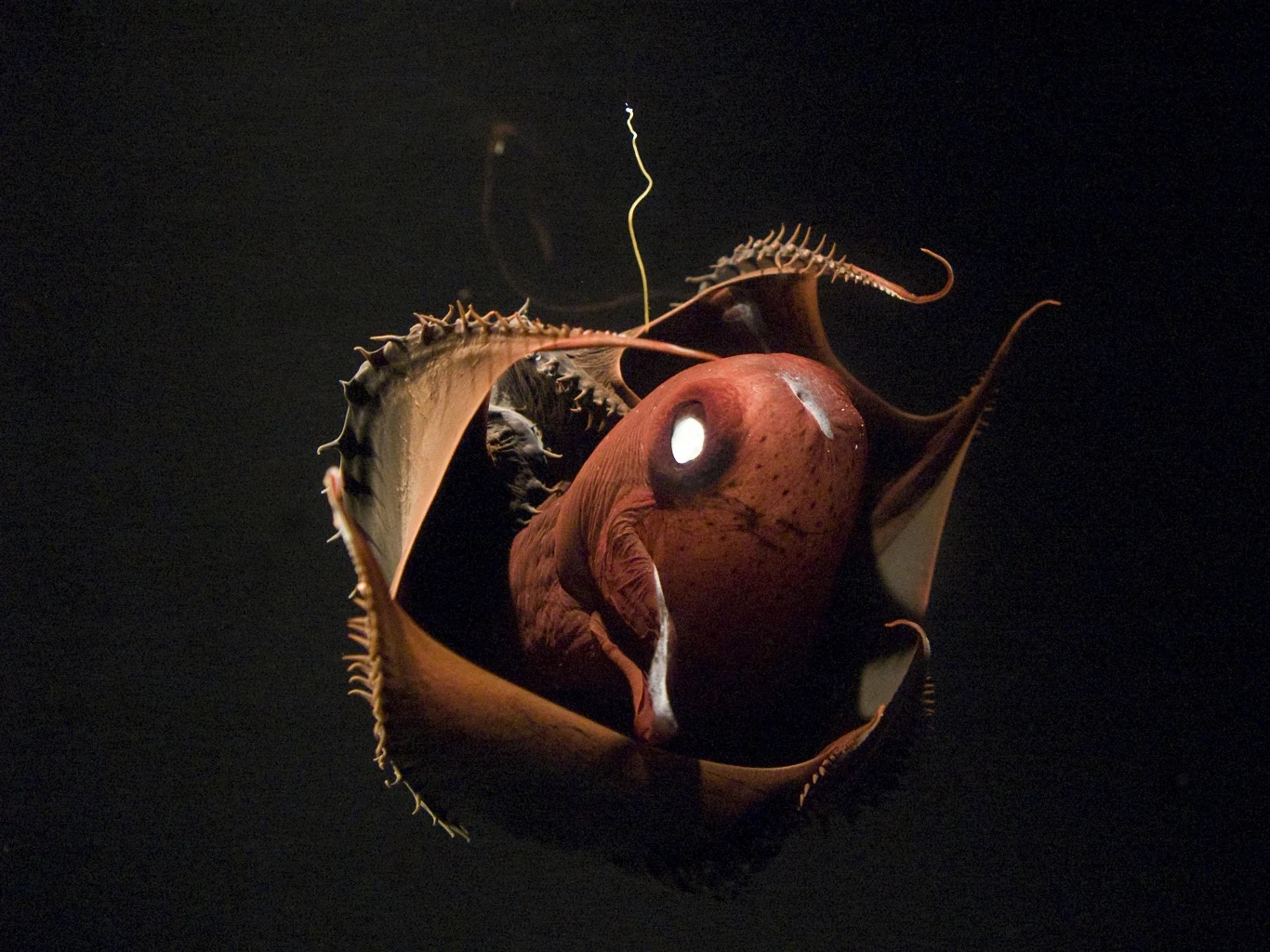 Wampirzyca w pozycji obronnej Wampirzyca w pozycji obronnej