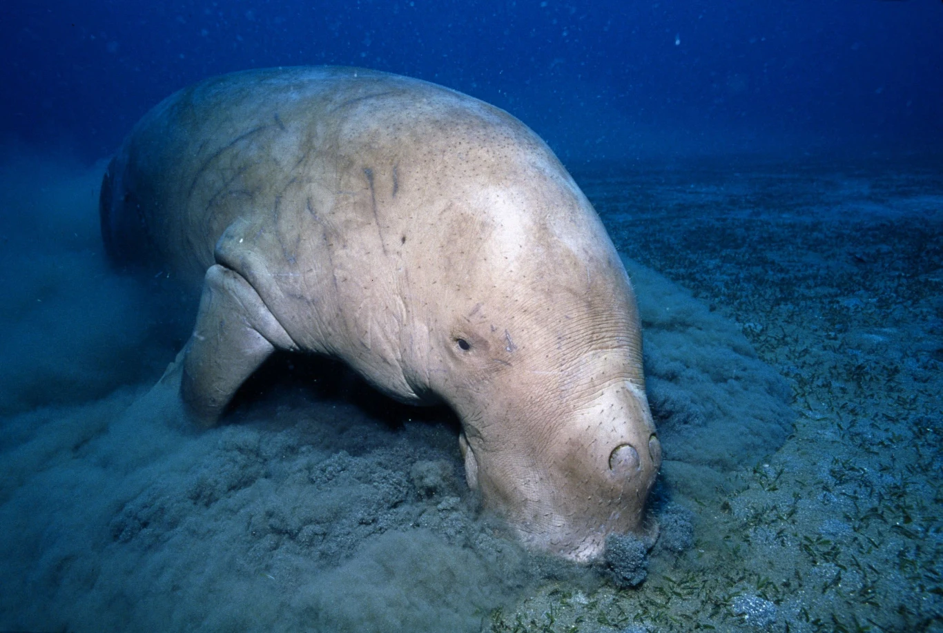 Długoń przybrzeżny Długoń przybrzeżny