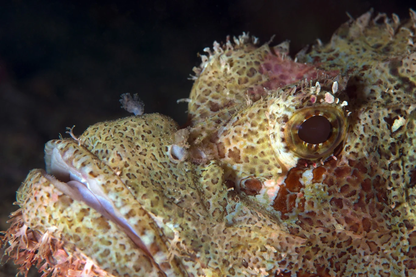 Szkaradnica Szkaradnica